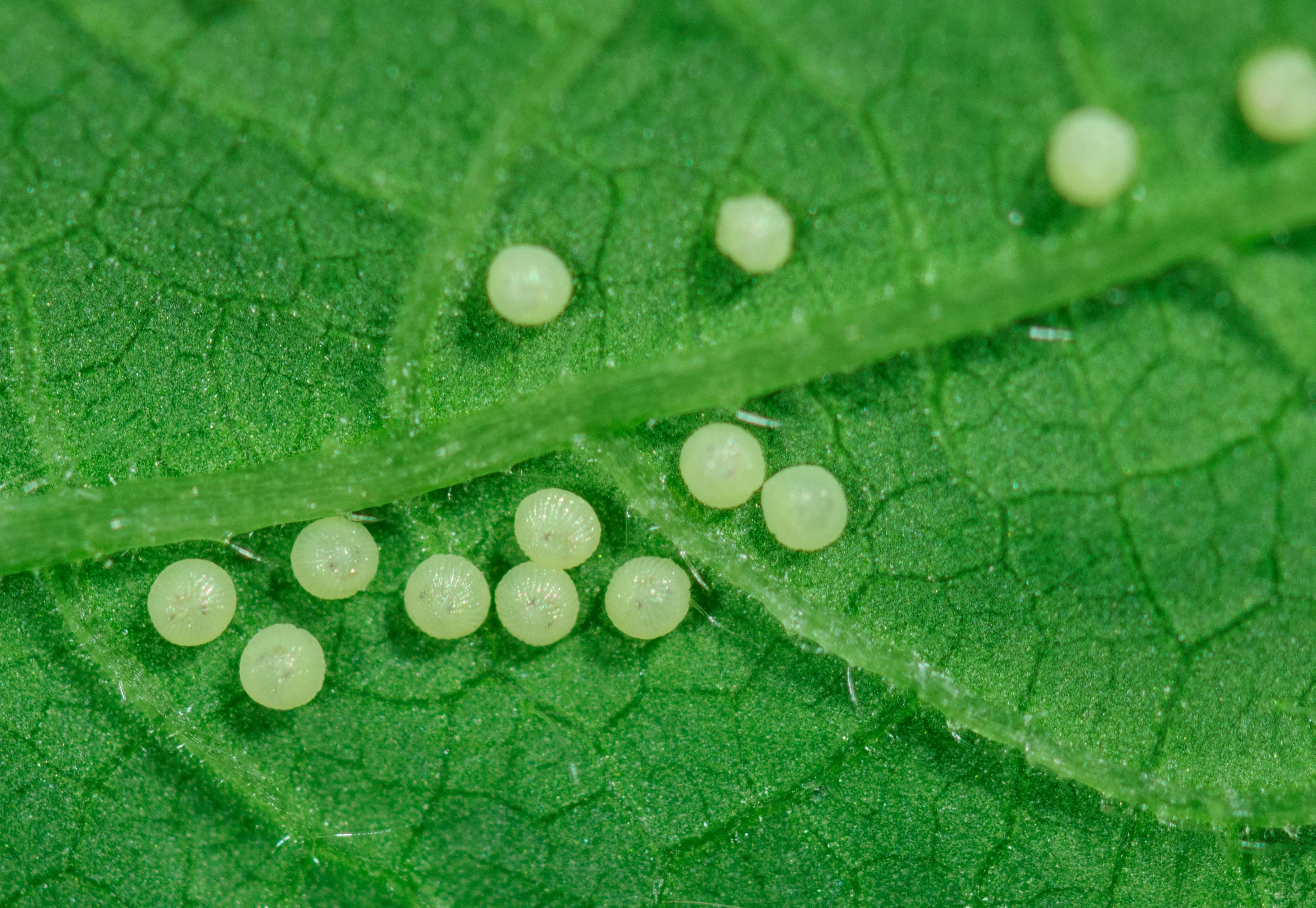 Turkse mot of Turkse uil eieren klein, Entocare, Wageningen2.jpg